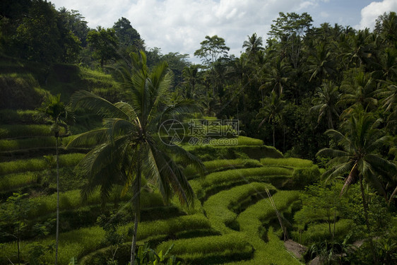 巴利岛的绿稻田图片