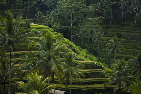 巴厘岛梯田巴利岛的绿稻田背景