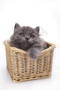 小灰猫可爱宠物多彩主题图片