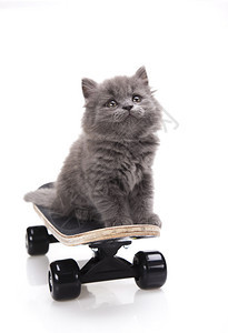 滑板猫可爱宠物多彩主题图片