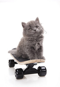 滑板猫可爱宠物多彩主题图片