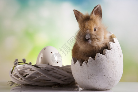 好奇的兔子春时多彩的亮光主题图片素材