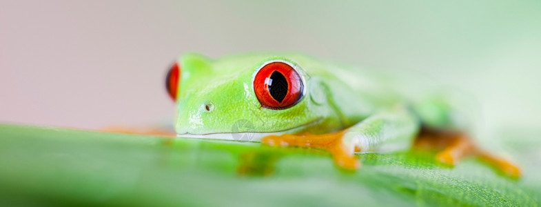 红眼树青蛙在多彩背景的叶上图片