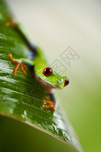 色彩丰富背景的绿树青蛙图片