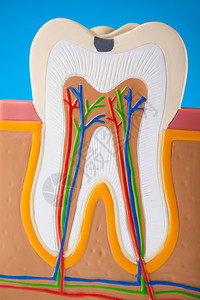 人牙结构图片