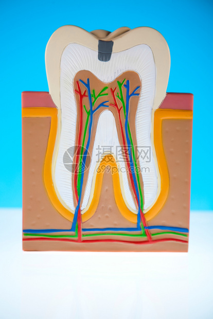 牙齿模型图片