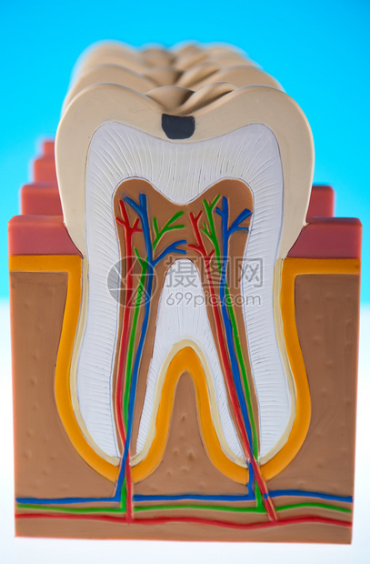 牙齿模型图片