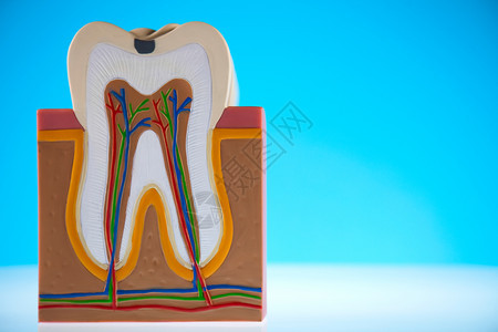 牙齿模型图片