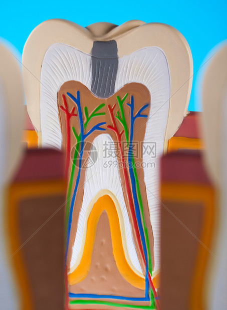 牙齿模型图片