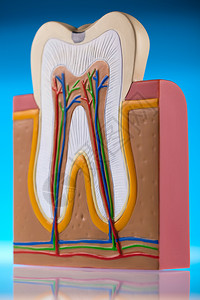 牙齿模型图片
