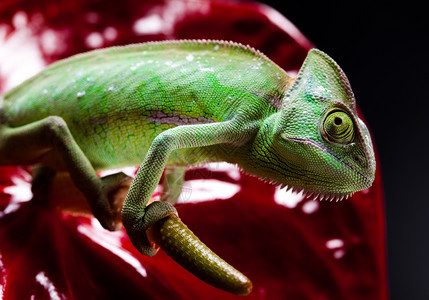 蜥蜴家庭变色素明亮生动的异国气候图片