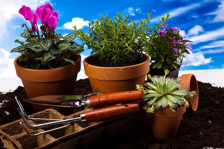 带植物的园艺设备生动明亮的春季概念图片