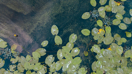 池塘中的莲叶图片