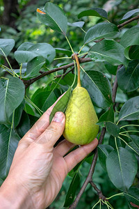 amn手在花园的树枝上握着绿色梨子生态友好的绿梨子健康维他命食品夏季在花园户外的树枝上种植有绿叶的梨子男人和手摘水果图片
