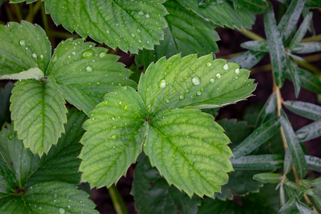 花园里的草莓叶上有雨滴图片