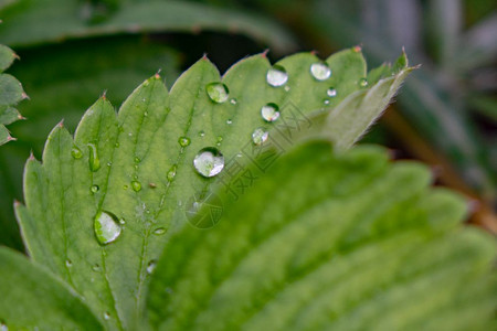 花园里的草莓叶上有雨滴图片