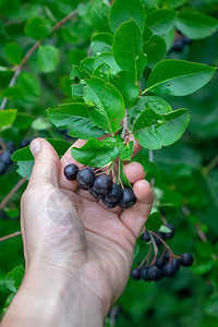 在农村花园中灌木是生的菜莓有成熟的水果人与手握浆果人与手握成熟的多汁黄线果维他命健康食品图片