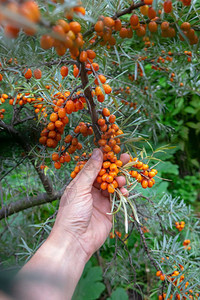 在花园的绿色树枝上一个男人和手摘树枝上的浆果茶或派的成分树枝上新鲜的海角果一个男人和手收集成熟的浆果有机自制食物图片