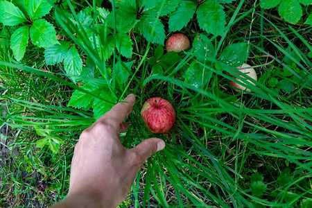收获时间man手在农村花园中捡起自制有机苹果健康的食物顶端视图man手从花园的草地上捡起成熟的苹果生态友好食物的概念图片