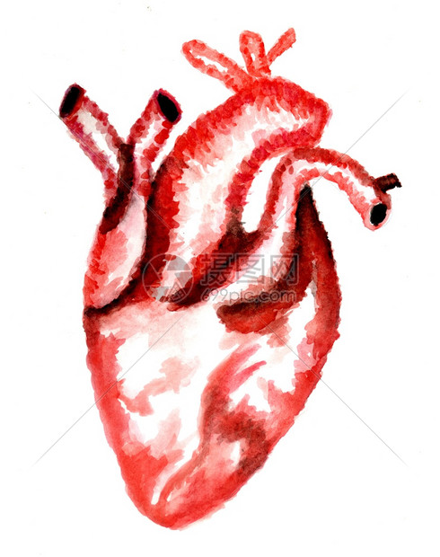 用手画出水彩的人类心脏插图