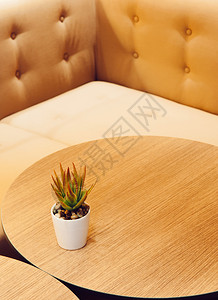 当代风格的木制桌配有沙发和植物锅暖调咖啡厅和室内餐背景图片