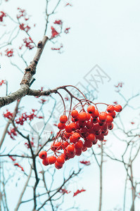 白色背景的冬季美丽红色山灰图片