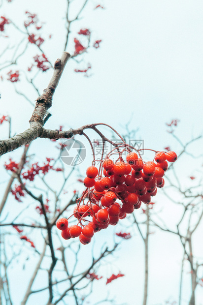 白色背景的冬季美丽红色山灰图片