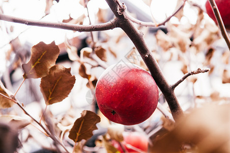树上的红fuji苹果关闭拍摄温暖的音调图像图片