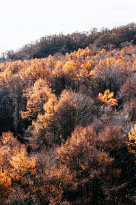 黄树秋叶空中观光早上图片