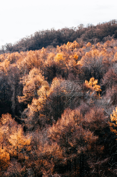 黄树秋叶空中观光早上图片