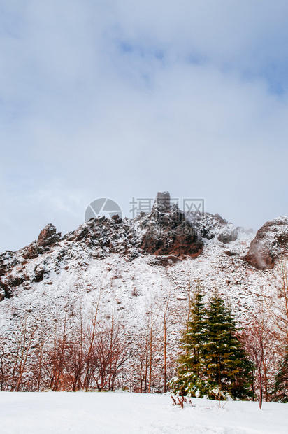 清晨冬雪下着秋叶树和松图片