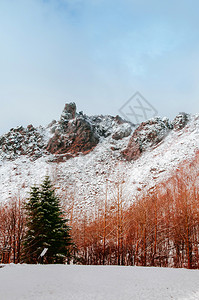 清晨冬雪下着秋叶树和松图片