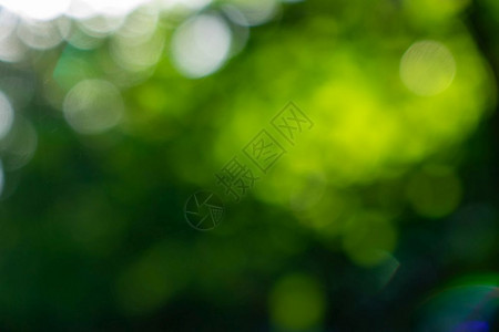 绿色树叶天然模糊背景阳光明媚的夏日图片