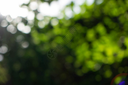 绿色森林春季模糊的自然背景以bokeh效应作为你创意思想的布局图片