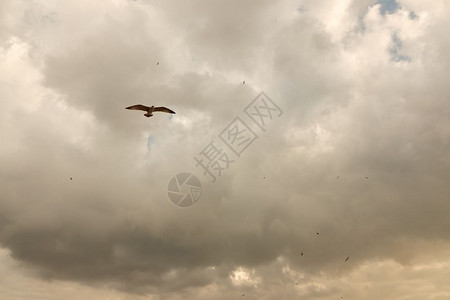 一只在低风暴云下漂浮的鸟天空有阳光一只在低风暴云下飘浮的鸟阳光在下飘浮图片