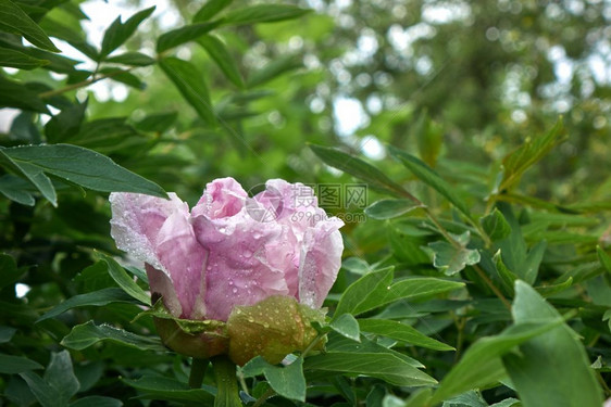 绽放了的粉红色花朵图片