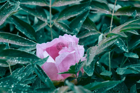 绿色灌木中有鲜花图片