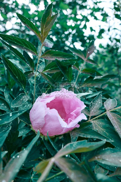 绿色灌木中有鲜花图片