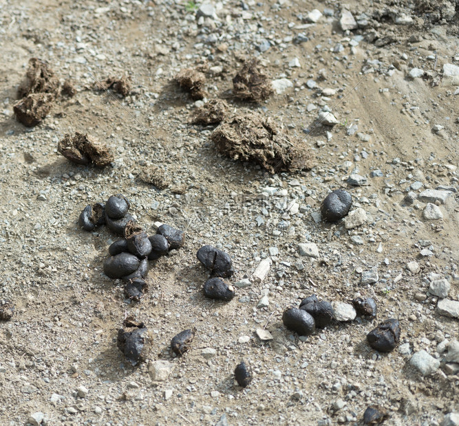 马粪堆积在路上