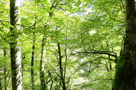 绿色的森林背景图片