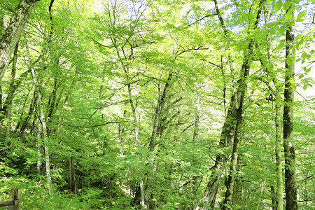 绿色的森林背景图片