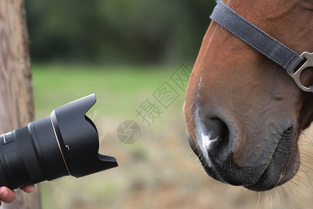 镜头指向一匹非常好奇的马用棕色鼻子和大孔对视图片