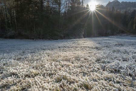 迷人的冬季风景雪地和霜冻的草上有阳光照耀草地上有森林环绕着背景图片