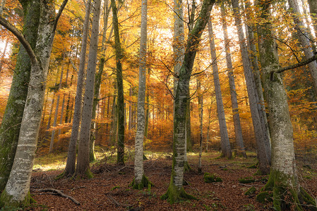 森林多彩一半带阳光在阴影中秋叶在奥克托伯大惊小怪巴伐利亚德意志图片