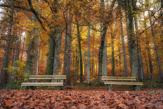 秋叶的地毯上有两张木椅在一个五花八门的枯燥森林里靠近小鸡巴伐利亚德国图片