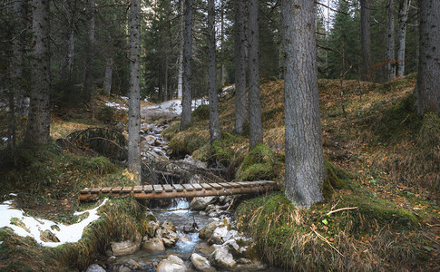 冬初在奥斯特里亚的厄尔瓦德hrwald山林中图片