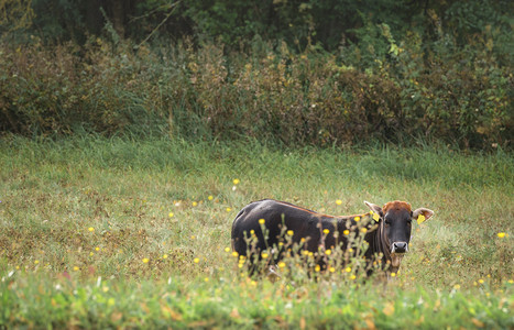 一只棕色的双轮球衣十字牛带着好奇心看摄影机在德国的绿色草地上图片