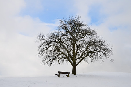 一颗枯树和一个板凳在白雪的冬季融合图片素材