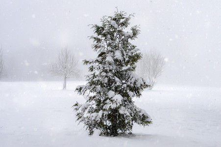 迷人的冬季风景在一片草地中间有一棵雪松树下在寒冷的节日图片