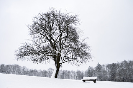 山顶上有雪树和木凳上面覆着雪天空周围是白色在德国图片